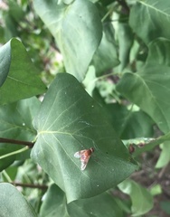 Chrysopilus quadratus