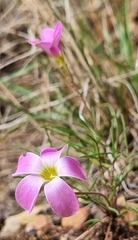 Oxalis polyphylla