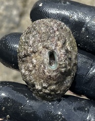 Fissurella virescens