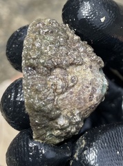 Fissurella virescens