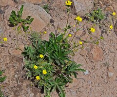 Potentilla pulcherrima