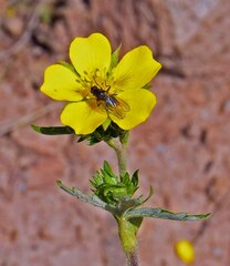 Potentilla pulcherrima