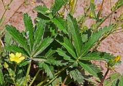 Potentilla pulcherrima
