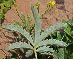 Potentilla pulcherrima