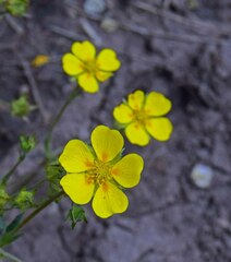 Potentilla glaucophylla