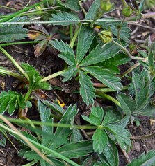 Potentilla glaucophylla
