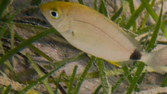 Diplodus annularis