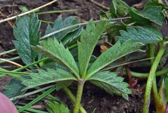 Potentilla glaucophylla