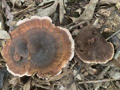 Hydnellum concrescens