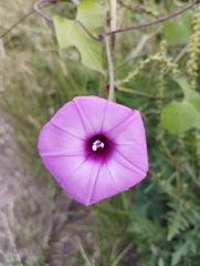 Ipomoea trifida