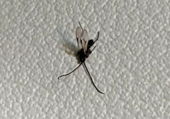 Microgastrinae
