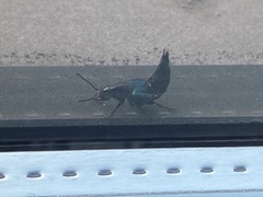 Philonthus caeruleipennis