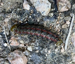 Anisota virginiensis