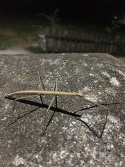Clonopsis gallica