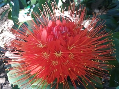 Brownea ariza