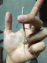 Clonopsis gallica