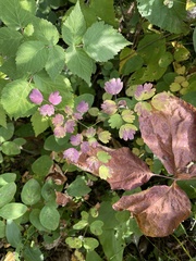 Thalictrum venulosum