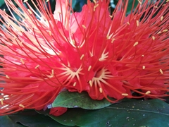 Brownea ariza