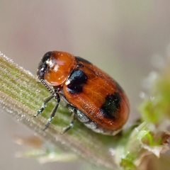 Coptocephala