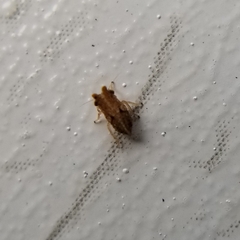 Hemiptera