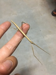 Clonopsis gallica