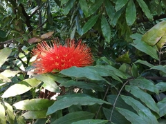 Brownea ariza