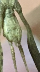 Clonopsis gallica