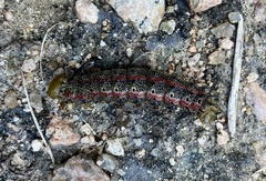 Anisota virginiensis