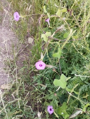 Ipomoea trifida