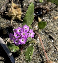 Abronia umbellata