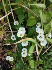 Ipomoea corymbosa