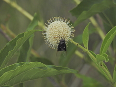 Copestylum violaceum