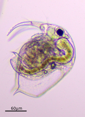 Bosmina longirostris