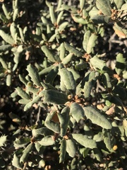 Quercus durata durata