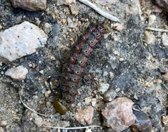 Anisota virginiensis