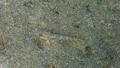 Gobius niger