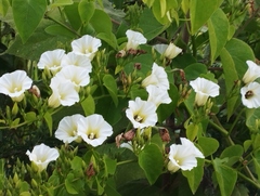 Ipomoea corymbosa