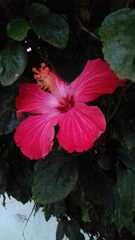 Hibiscus rosa-sinensis
