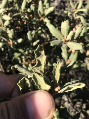 Quercus durata durata