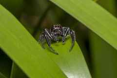 Opisthoncus grassator