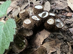 Cyathus striatus