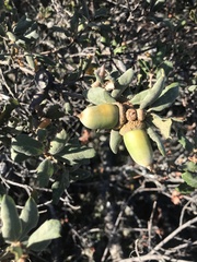 Quercus durata durata