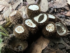Cyathus striatus