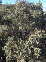 Quercus durata durata