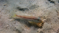 Mullus barbatus