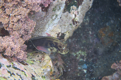 Ophioblennius atlanticus