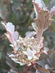 Physocarpus opulifolius