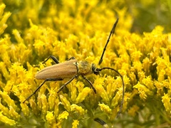Crossidius hirtipes immaculatus