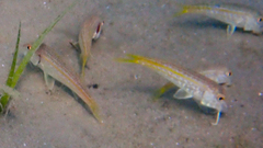 Mullus barbatus