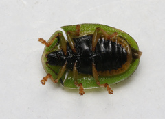 Cassida viridis
